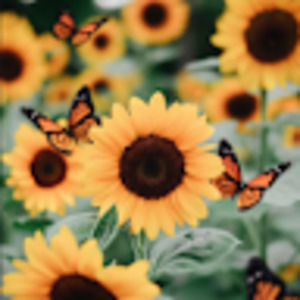 Meet your Posher, Tiana